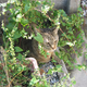 Image for article titled Toshi & Me: Won't Somebody Buy The Ballad Of My Beloved Cat?